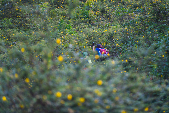 Vượt qua dòng suối, du khách tiếp tục leo lên con dốc cao đầy sỏi đá. Thời gian này loài hoa dại màu vàng đang đua nở khắp hai bên đường.
