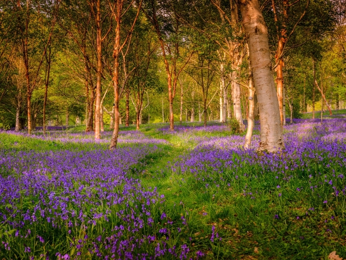 Hoa chuông xanh (bluebell) là một trong những loài hoa dại đẹp nhất thế giới. Từ giữa tháng 4, hàng triệu bông hoa chuông xanh đã phủ kín mặt đất của vườn thực vật Wakehurst, Tây Sussex, Anh. Ảnh: Kew