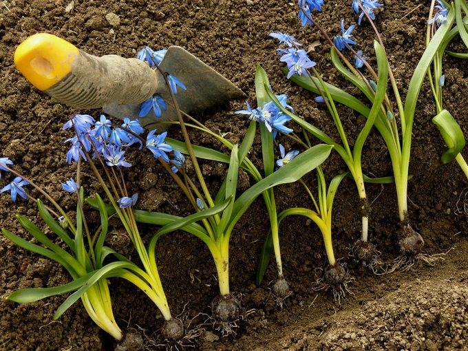 Nước Anh có điều luật ngăn cấm bất cứ ai kể cả chủ đất đào những củ hoa mọc dại để buôn bán. Ảnh: Power Planter.