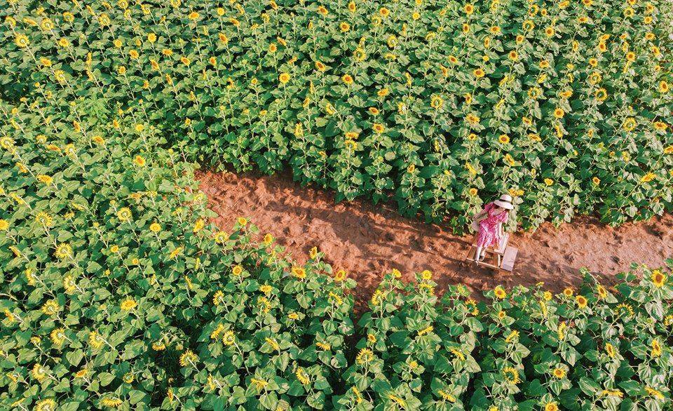 Cụ thể, cánh đồng hoa hướng dương rộng hơn 1ha này toạ lạc trong khuôn viên của khu đô thị Ecopark, Hưng Yên, Hà Nội. Nguồn: Quang Duy Studio.