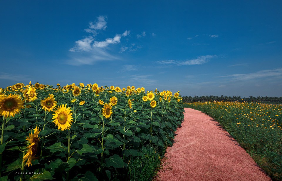 Lối đi lát gạch đỏ giữa vườn hoa này khiến nhiều người liên tưởng đến “con đường cổ tích” trong truyện “Alice in the wonderland”. Nguồn: Cuong Nguyen.