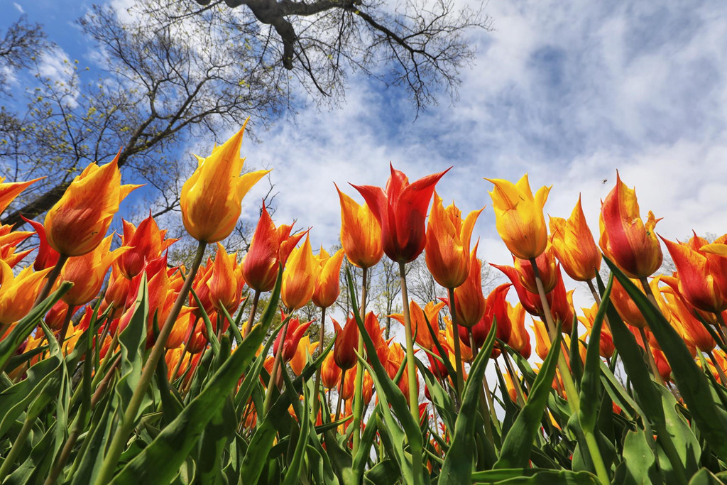 Thổ Nhĩ Kỳ còn được biết đến là nơi đặt hạt giống đầu tiên của hoa tulip với 2.000 loại hoa khác nhau trồng khắp nơi ở Istanbul.