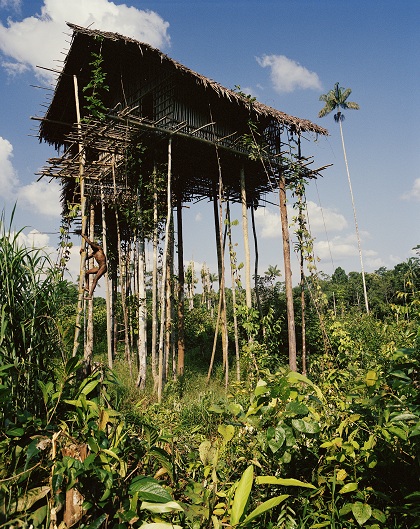 Ngôi nhà trên cây có thể dựng cao tới 50 m trong thời điểm xung đột giữa các bộ tộc. Ảnh: Frederic Lagrange