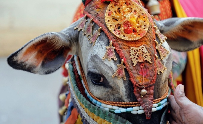 Bò là sinh vật linh thiêngĐối với tín đồ Ấn Độ giáo, bò được xem là một loài vật linh thiêng, món quà mà mẹ thiên nhiên ban tặng cho loài người. Tại quốc gia với phần lớn dân số theo tôn giáo này, việc giết mổ và ăn thịt bò bị coi là tội lỗi, thậm chí là bất hợp pháp ở một số bang ở Ấn Độ. Những con bò có thể đi lại tự do, thậm chí ở trong những khu phố nhộn nhịp của thủ đô New Delhi và thành phố Mumbai. Ảnh: Vegan Vanguard.