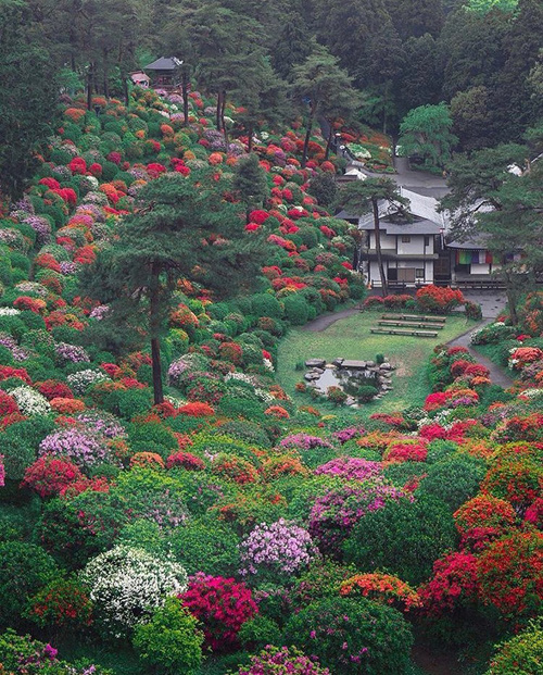 Shiofune Kannon-ji là ngôi đền Phật giáo 1300 năm tuổi nằm ở thành phố Ome, cách thủ đô Tokyo khoảng 1,5 tiếng di chuyển. Đây là một trong những điểm ngắm hoa đỗ quyên đẹp nhất quanh Tokyo. Ảnh: Lovely Nature.