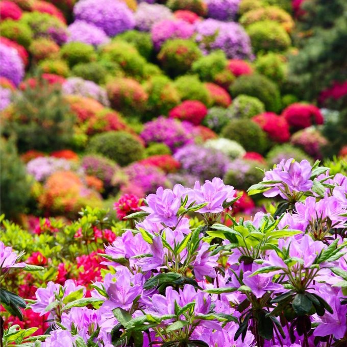 Hoa đỗ quyên phổ biến ở Nhật từ thời kỳ Edo. Những loại có màu hồng đậm, tím, trắng đều được tạo ra và trồng tại Nhật cách đây 300 năm. Ảnh: IG.