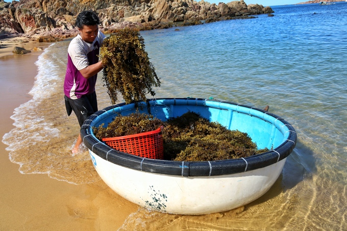 Rong biển là đặc sản của làng chài Bãi Xếp. Người dân cho biết, rong này được phơi khô và chế biến thành nước uống mát vào mùa hè, có thể nấu cùng với chè.