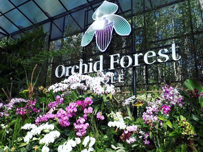Orchid Forest là nơi trồng và nhân giống hoa lan tọa lạc tại Bandung, Indonesia với khoảng 20.000 chậu treo lơ lửng trên thân cây thông cùng một số loại lan hiếm được chăm sóc trong nhà kính. Đây là điểm đến hút người yêu hoa ở đảo quốc.