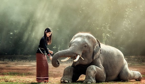 Voi là loài động vật tượng trưng cho sức mạnh, tuổi thọ ở Thái Lan. Ảnh: World Atlas.