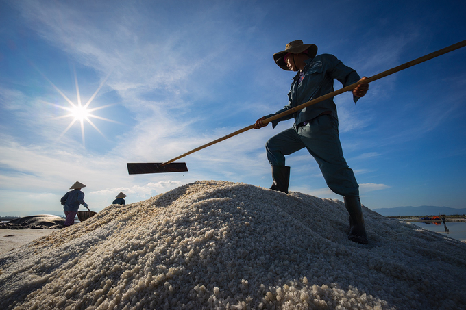 Trên cánh đồng muối Ninh Diêm, đàn ông đảm trách việc cày cuốc, cạy những lớp muối dưới đáy ruộng rồi dùng cào vun thành đống. Phụ nữ gánh muối ướt từ ruộng đổ lên bờ.