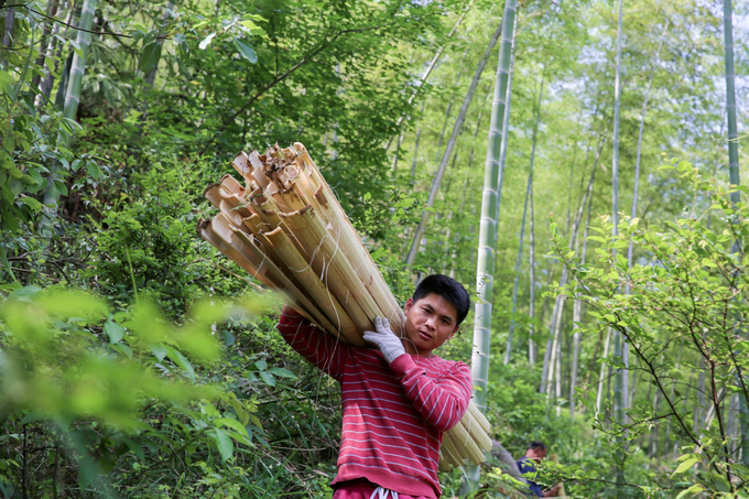 Những rừng tre mọc bên ngoài làng Taolin là nguyên liệu chính để sản xuất giấy. Khi khai thác, họ chọn tre non với phần thân còn tương đối mềm, chẻ ra và gom thành từng bó. Li Qiugui (ảnh), 35 tuổi là người đang học nghề làm giấy lâu đời của gia đình từ năm 2015 đến nay.