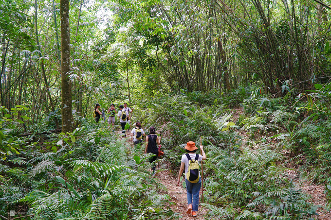 Chuyến đi bộ khám phá rừng Ba Vì kéo dài 2 - 4 tiếng thích hợp với những người thích trekking mà không thể đi xa Hà Nội. Bạn sẽ đi theo những lối mòn băng qua rừng nguyên sinh rậm rạp, hay rừng trúc cao vút. Tuyến dễ đi nhất bắt đầu từ Cốt 600 hướng xuống Cốt 300, kéo dài hơn 2 giờ.