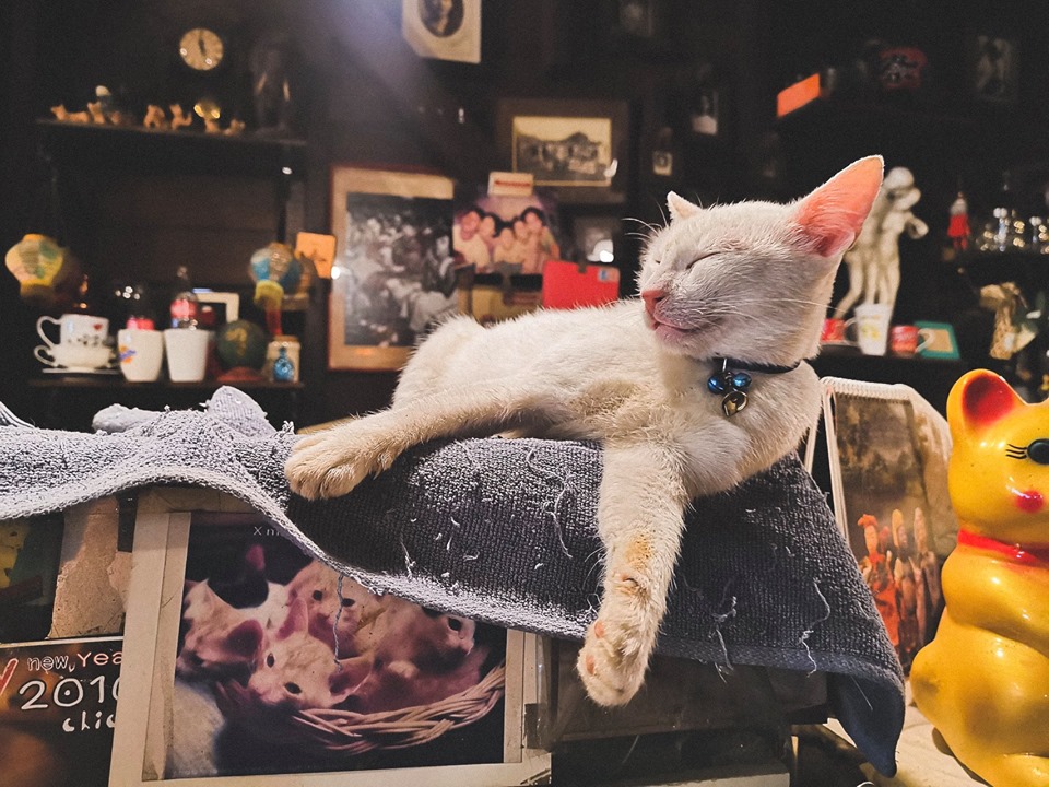 Một quán cafe không tên tớ vô tình lạc vào, với không gian đậm mùi mèo, bày bán đủ thứ đồ vintage lạ lẫm